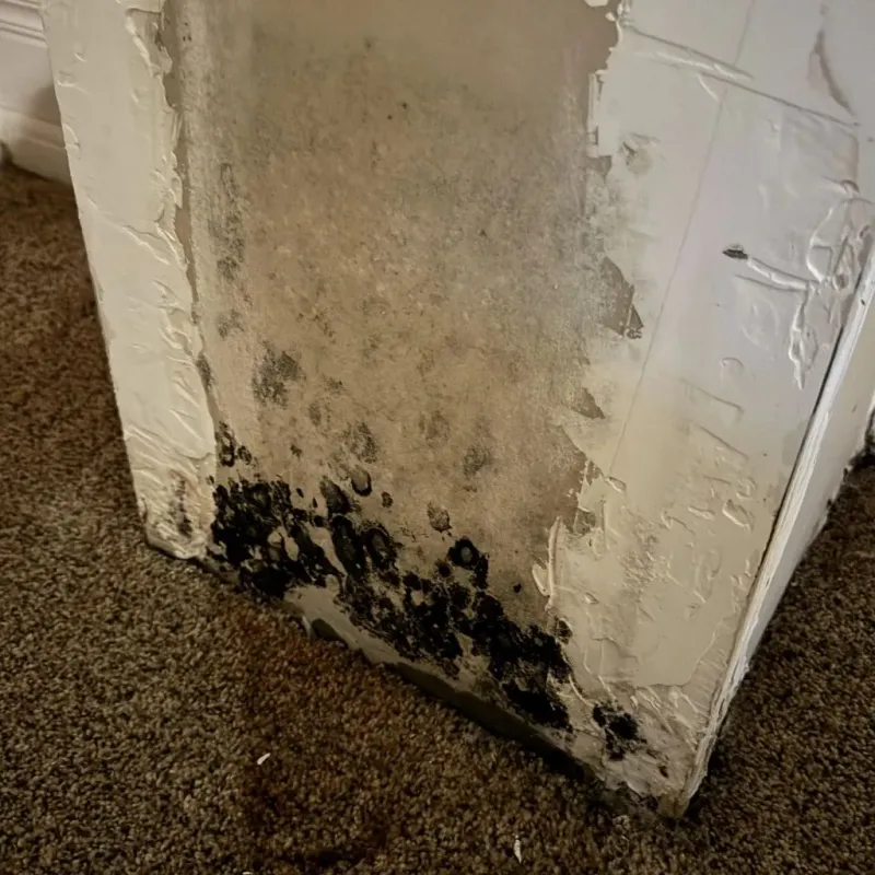 Professional Mold Removal in Mills County, TX